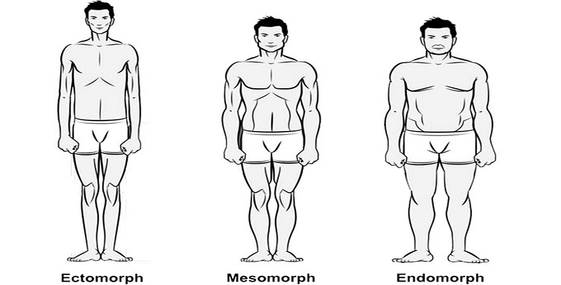 3 jenis tubuh badan manusia